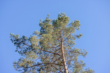 Single One Pine Tree in the Forest. Clear Blue Sky in Background. Nature.