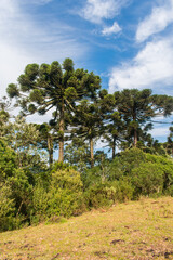 Grassland and Araucaria moist forest in Sao Francisco de Paula, South of Brazil