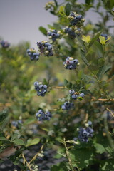 blueberries 
