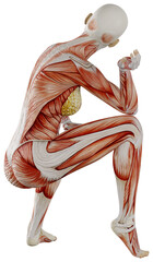 female muscle body exercise person with transparent background