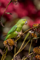 Brazilian Savannah Bird 
The birds of Brazil are very beautiful and have many colors