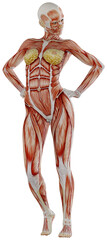 female muscle body exercise person with transparent background