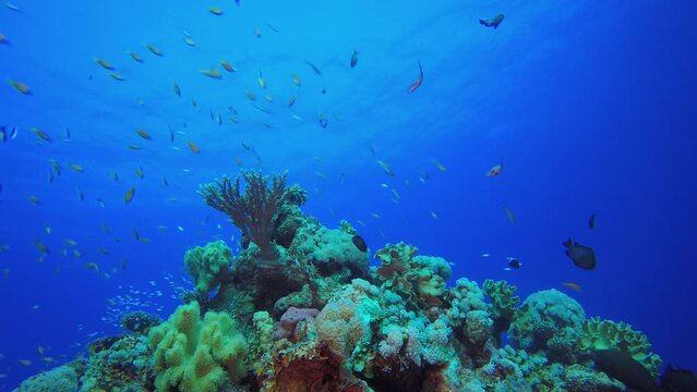 Underwater Fish Images Browse 2,311,274 Stock Photos, Vectors, and