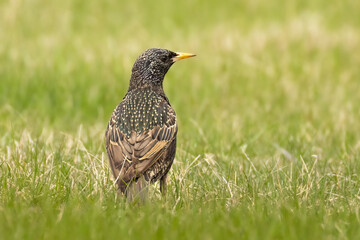 Iridescent pattern of a European Starling (Sturnus vulgaris). Invasive species in North America, native in Europe. Forages for food in mowed grassland 
