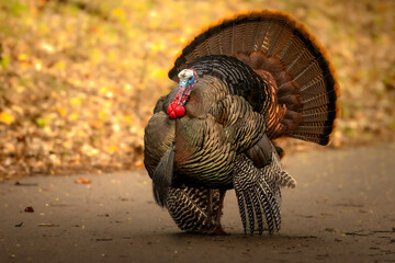 Imposing posture, a figure to fear. Male Wild North American Turkey (Meleagris gallopavo) blocks the way with his display. A courtship behavior used to attract a mate he fans his tail and puffs chest 