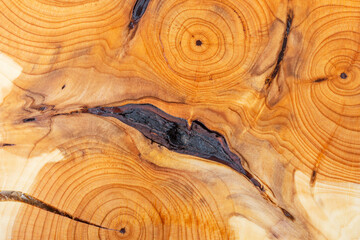 Aging process in a tree trunk. Yew tree slice cross section. Natural pattern background