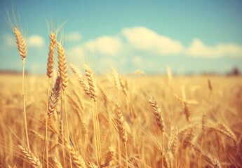 Fototapeta premium A breathtaking golden wheat field under a clear blue sky, showcasing the beauty of rural landscapes and the abundance of nature during a sunny day