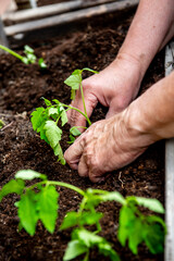 planting tomatoes in a garden box in spring.