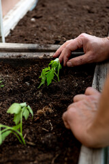 planting tomatoes in a garden box in spring.