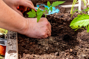 planting tomatoes in a garden box in spring.