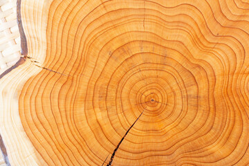 Annual rings on a yew tree trunk. Wood texture