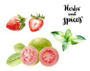 Watercolor fruits and herbs illustration with strawberries, guava, and mint leaves