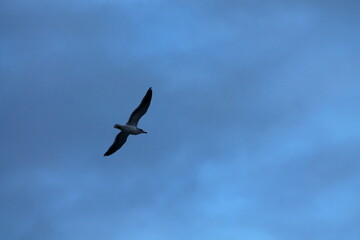 22nd Jan 2024 Averøy