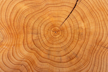 Rings on a yew tree trunk. Pattern in nature