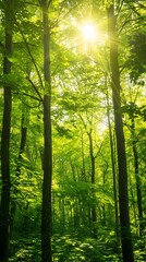 Obraz premium Sunlight penetrating the forest, sun, forest, sun reflections, trees