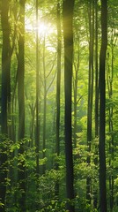 Fototapeta premium Sunlight penetrating the forest, sun, forest, sun reflections, trees