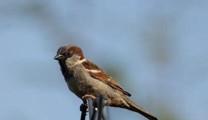 close up of a male house sparrow, Passer Domesticus