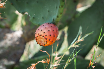 Cactus plant and its fruits from the Arabian desert