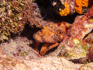 Scyllarides aequinoctialis, commonly known as the Spanish slipper lobster hiding in coral reef near Cozumel, Mexico.  Underwater photography and travel.