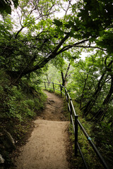 Obraz premium Path in the forest.