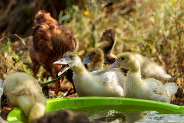 Cute Ducklings Bathing in a Green Bowl Outdoors