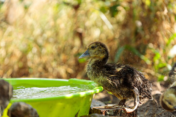 Cute Ducklings Bathing in a Green Bowl Outdoors