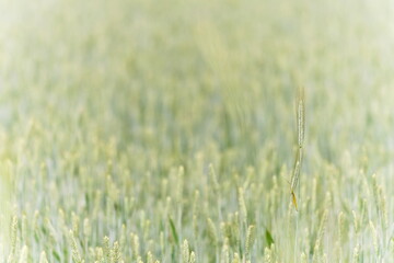 Źdźbła zboża w zielonej, letniej łące © Piotr