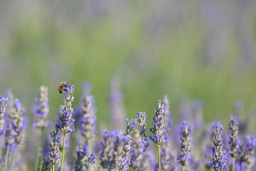 Naklejka premium Bee collecting honey from a lavender flower. Lavender garden, copy space. Blurred background.