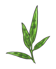 Bamboo branch with leaf. Hand drawn design element. Vintage color vector engraving illustration. Isolated on white background.
