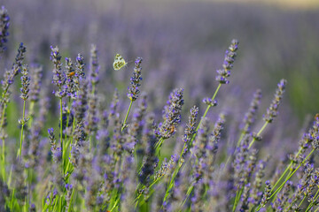 Eastern Bath White butterfly known as Pontia edusa flying in the lavender garden. Lavender garden, copy space. Blurred background.