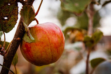 Apple on a tree