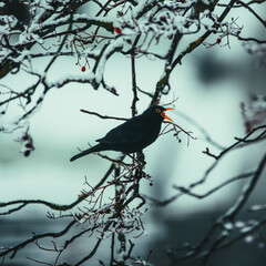Winter Blackbird eating a berry