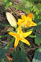 zucchini plant With two blossom