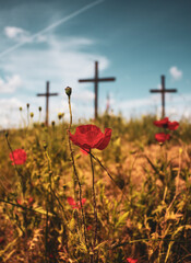 Obraz premium Poppy flowers in field.