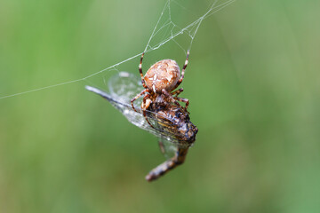 European garden spider eating a dragonfly