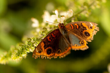 Borboleta de cor amarela pousada em flor de cor branca. 