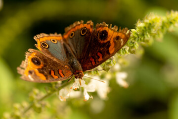 Borboleta de cor amarela pousada em flor de cor branca. 