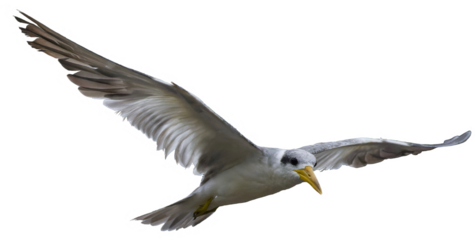 Large-billed Tern. Phaetusa simplex