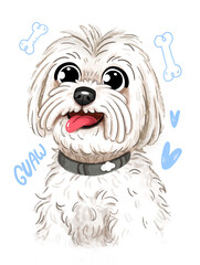WHITE HAIRY DOG
