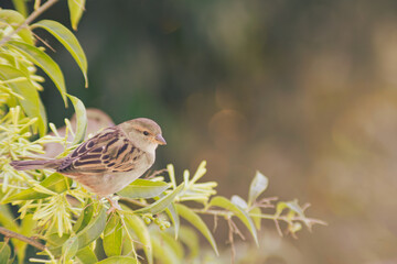sparrow on a branch of lady of the night