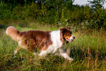 Australian shepherd walking through forest
