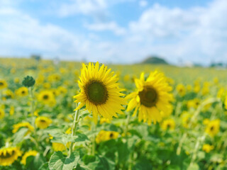 field of sunflowers against sky