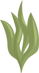 Green seaweed plant is growing underwater in the ocean © nsit0108