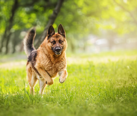 Purebred german shepherd jumps and runs on the meadow