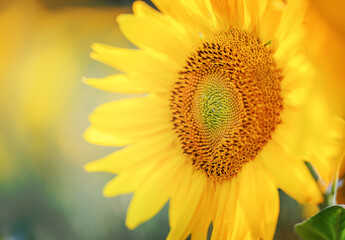 Naklejka premium Beautiful field of blooming sunflowers, summertime