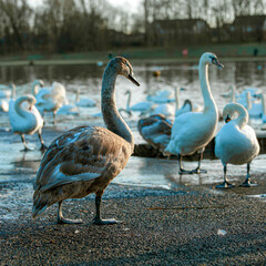 Swans by the lake