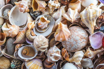 Seashells background. Texture of the sea shells