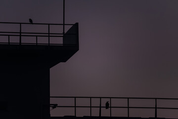 夕闇深まる頃の寝床の鳥たち20240601-2