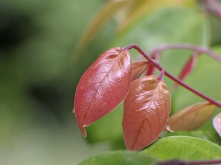 young leaves of starfruit tree are red