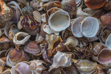 Experience rich textures with macro photography, 1